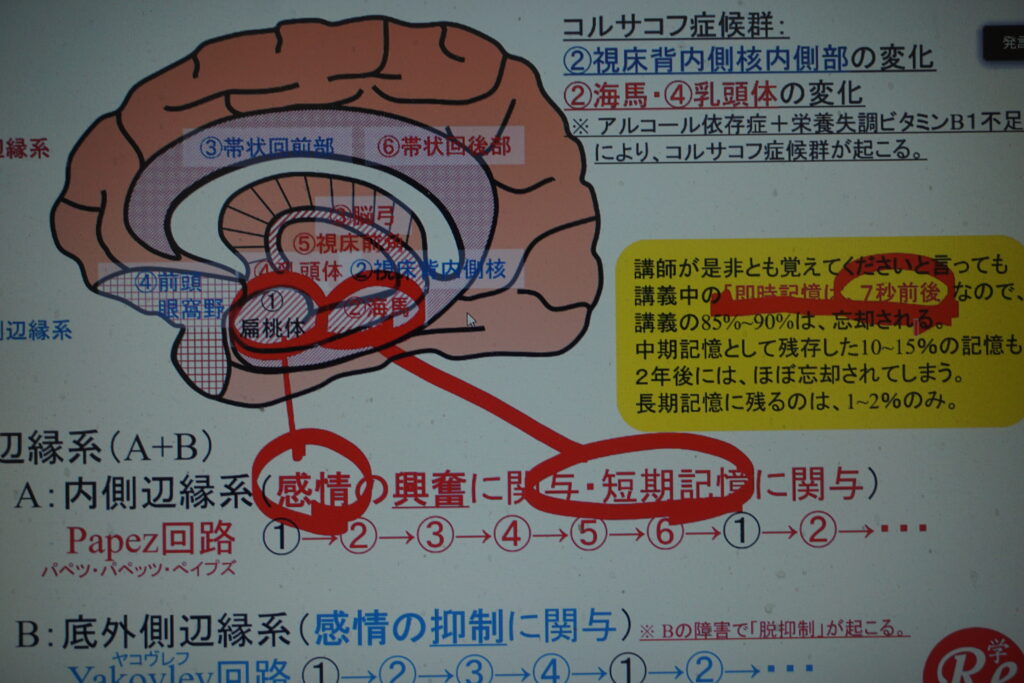 扁桃体海馬記憶 _ 扁桃体 海馬 関係 – TJTO